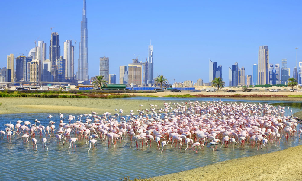 Ras Al Khor Sanctuary Dubai